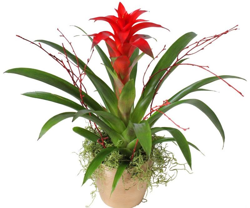 Guzmania 